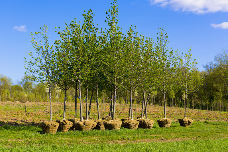 tree establishment