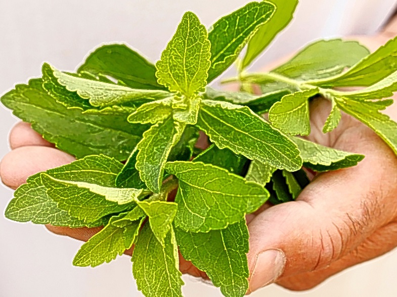 Organic Stevia Is the Sweet Solution to Your Sugar Addiction WordYrazzii
