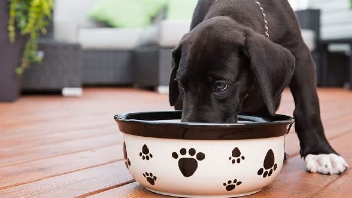 puppy eating food 