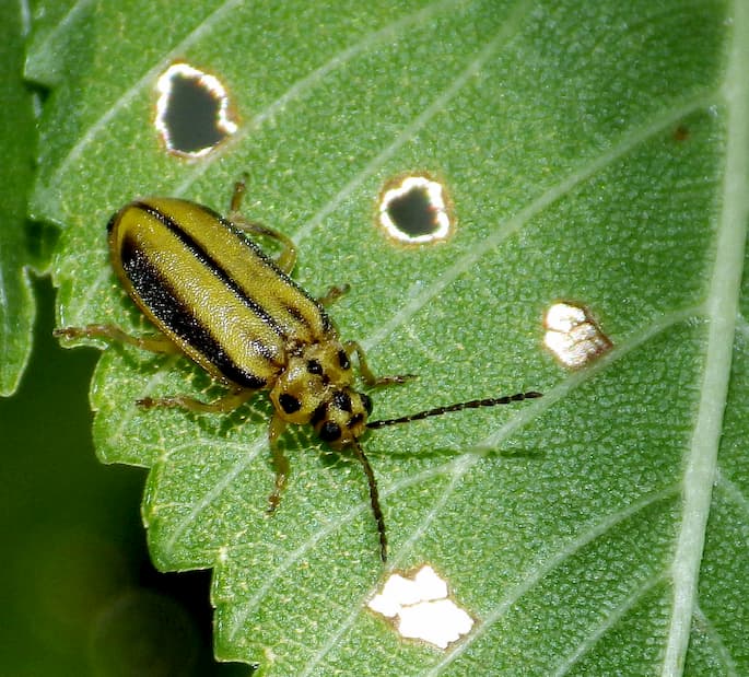 elm leaf beetle treatment