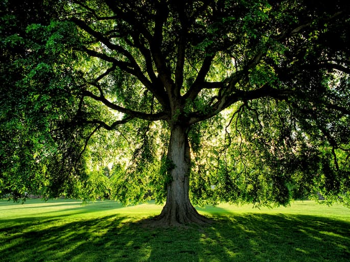 elm tree in the park