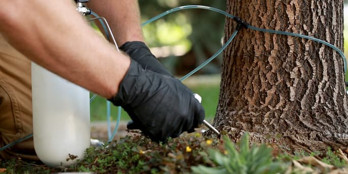 tree care trunk injections