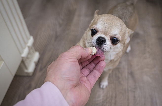 giving dog a pill