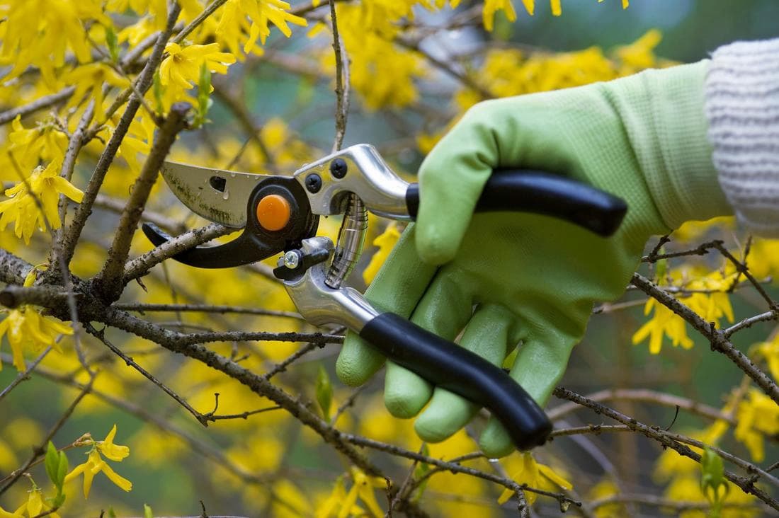 tree pruning