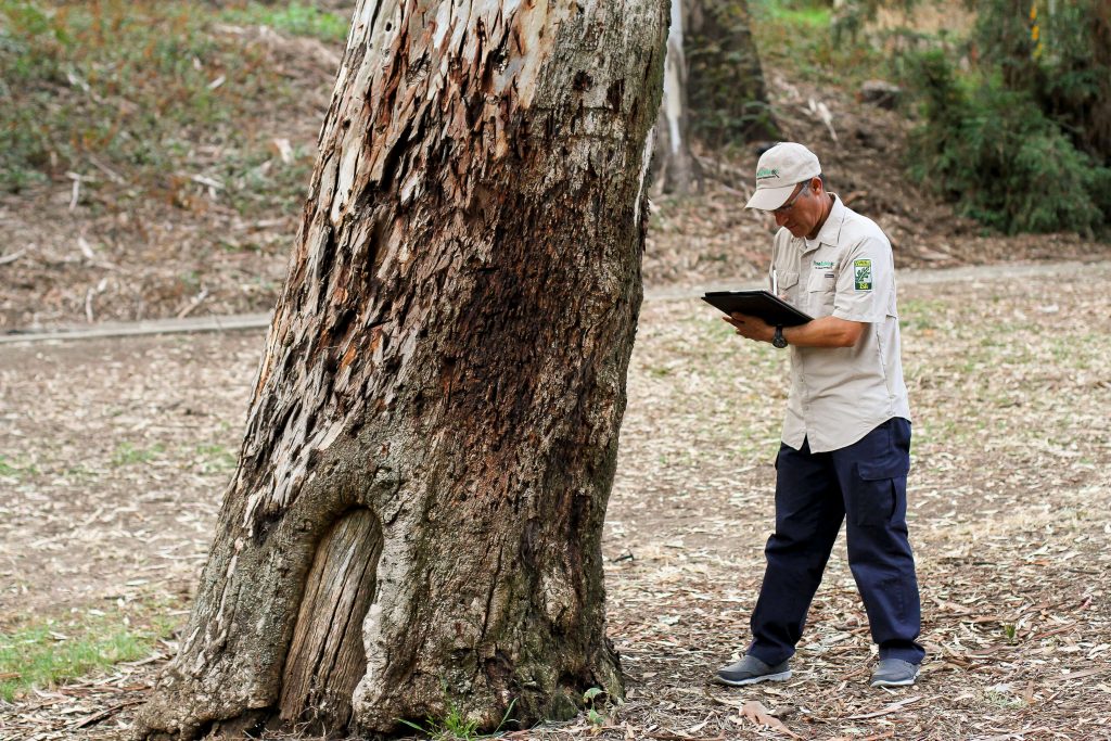 tree arborist assessing a tree