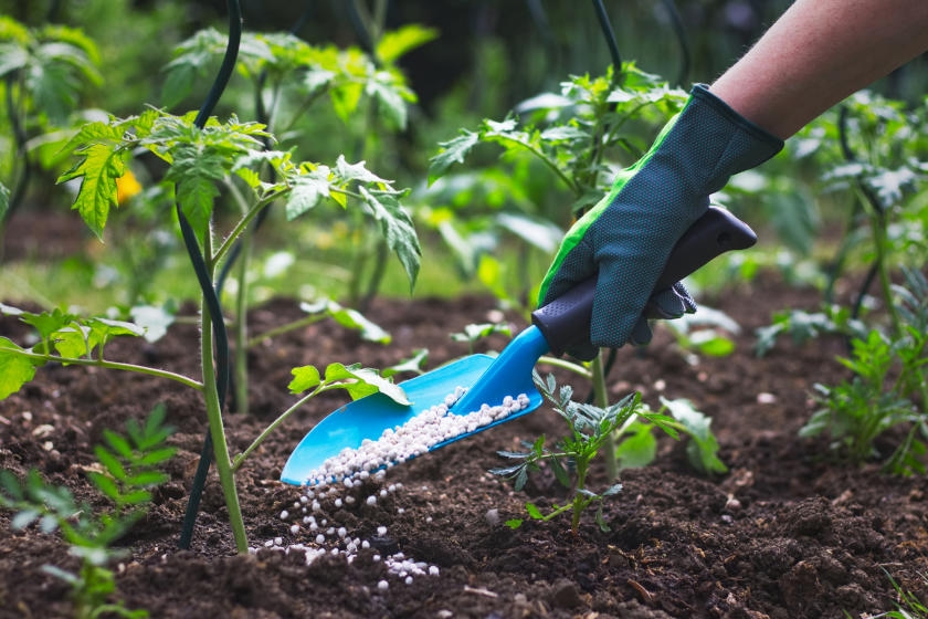 fertilization of the soil