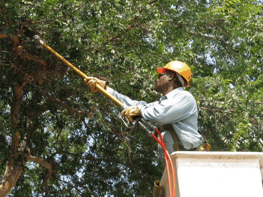 tree arborist