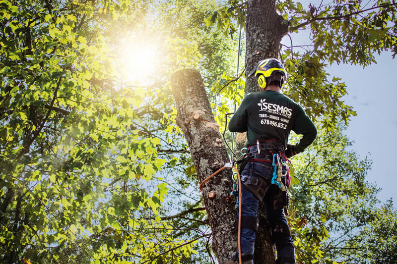 man climbed on a tree