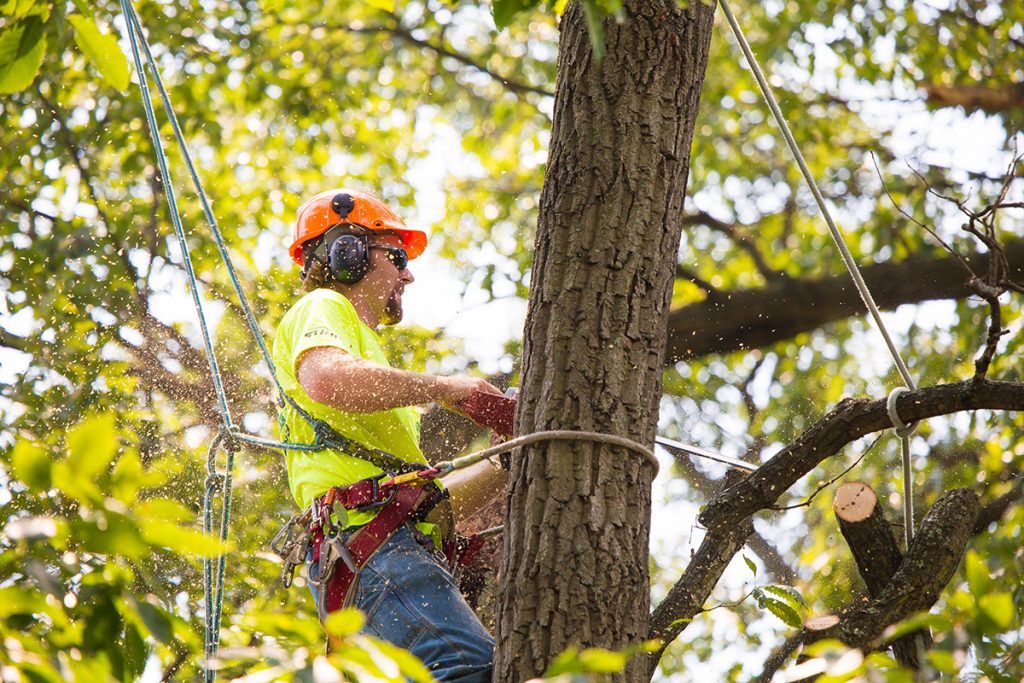 man trimming a tree