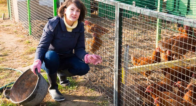 woman feeding chickens 