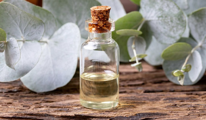 Eucalyptus-essential-oil