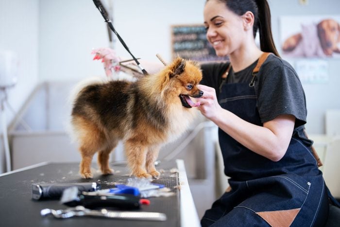 dog on grooming table
