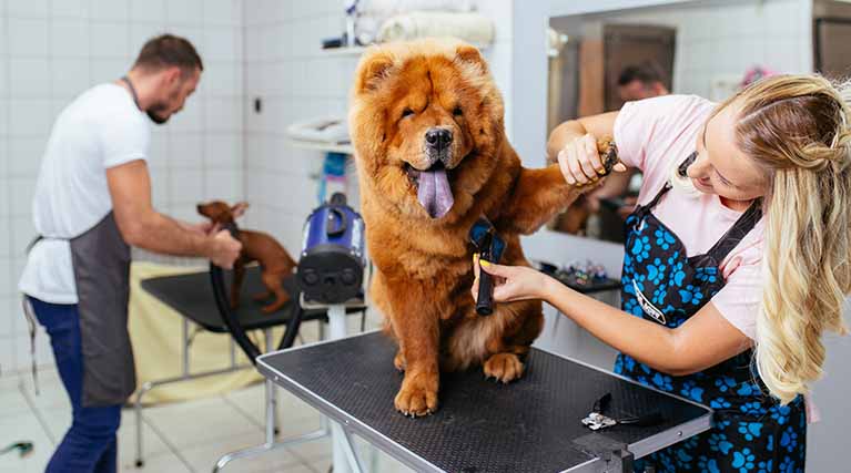 dog grooming salon