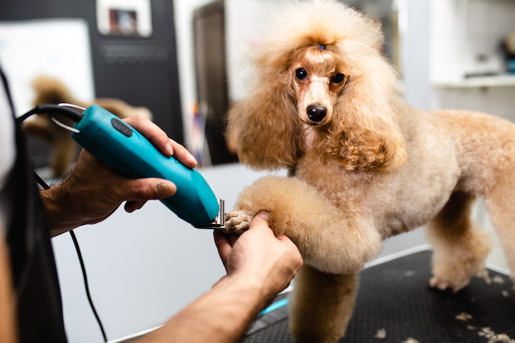 poodle in a grooming salon